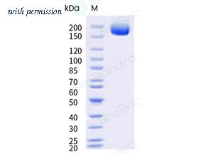 Sino Biological 40589-V49H20-B image 1