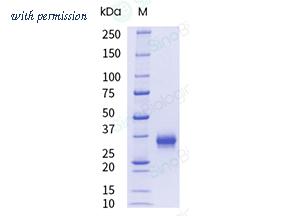 Sino Biological 40592-V08H-UE image 1