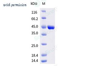Sino Biological 40823-V44E-B image 1