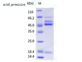 Sino Biological 40831-V49B-B image 1