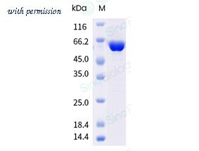 Sino Biological 40858-V49B-B image 1