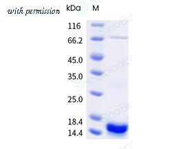 Sino Biological 40891-V49E-B image 1