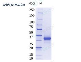 Sino Biological 40902-V08H-UE image 1