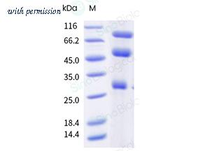 Sino Biological 40932-V08H image 1