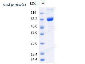 Sino Biological 40939-V49B-B image 1