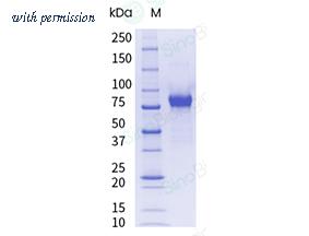 Sino Biological 40940-V08H-UE image 1