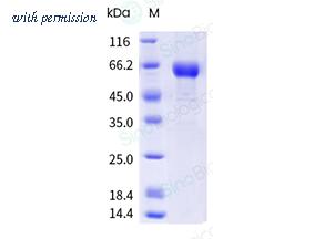 Sino Biological 40991-V49B-B image 1