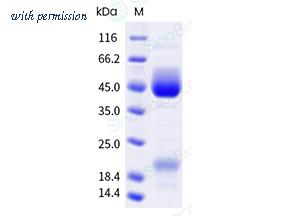 Sino Biological 40999-V49H-B image 1