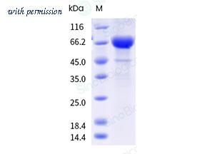 Sino Biological 41001-V49B-B image 1