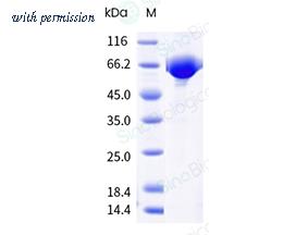 Sino Biological 41065-V08H image 1