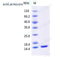 Sino Biological 41071-V08E image 1