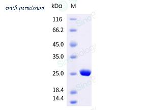 Sino Biological 41079-V08E image 1