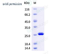 Sino Biological 41080-V08E image 1