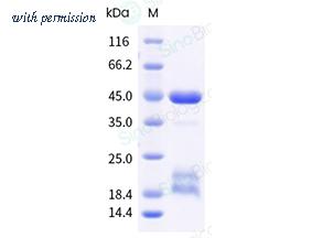 Sino Biological 50363-M08B image 1