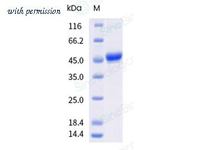 Sino Biological 50845-M49B-B image 1