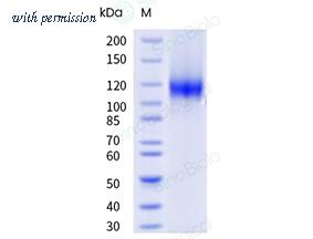 Sino Biological 58052-M08H1 image 1