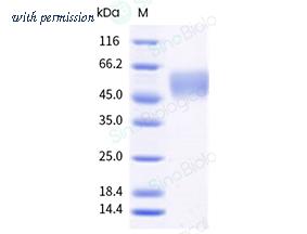Sino Biological 59844-M02H image 1