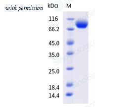 Sino Biological 65183-T08H image 1