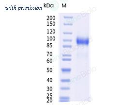 Sino Biological 80079-RCCH1 image 1