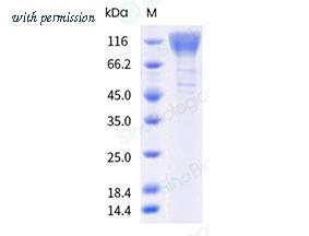 Sino Biological 89099-R08H image 1