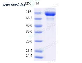 Sino Biological 8A6972-R07C image 1