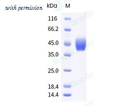 Sino Biological 90885-C49H-B image 1