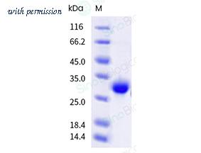 Sino Biological 90888-C49H-B image 1