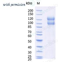 Sino Biological 91038-C49H-B image 1