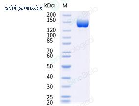 Sino Biological 91042-C49H-B image 1