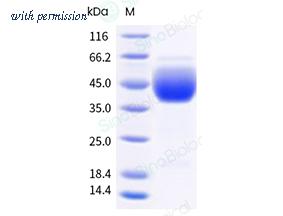 Sino Biological 91084-C08H image 1