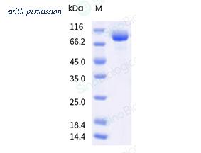 Sino Biological 91089-C07C image 1
