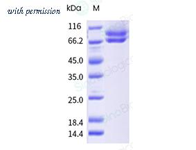 Sino Biological CT018-H07B1 image 1