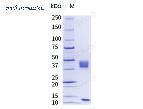 Sino Biological CT029-M08H-UE image 1