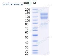 Sino Biological CT167-C2508H image 1