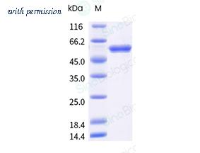Sino Biological HPV51 image 1