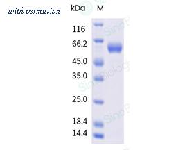 Sino Biological 10056-H07H image 1