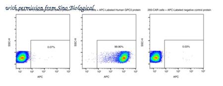 Sino Biological 10088-H86H-SA image 1