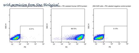Sino Biological 10088-H86H-SP image 1