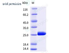 Sino Biological 10275-HNAE-B image 1