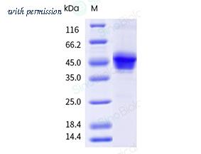 Sino Biological 10804-H02H1 image 1