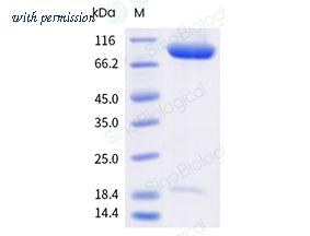 Sino Biological 11917-H49H1-B image 1