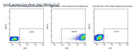 Sino Biological 12206-H85H-SA image 1