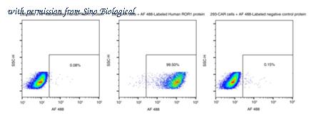 Sino Biological 13968-H86H-SD image 1
