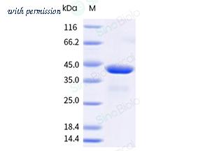 Sino Biological 15605-H09E-B image 1