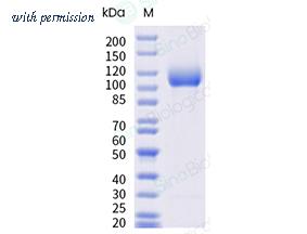 Sino Biological 15786-H41H-B image 1