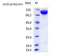 Sino Biological 41100-V08H image 1