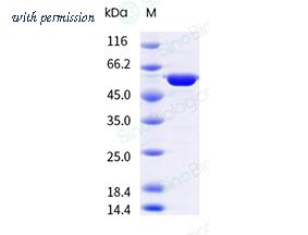 Sino Biological 41101-V08B image 1