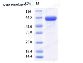 Sino Biological 41103-V08B image 1