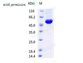 Sino Biological 41104-V08B image 1
