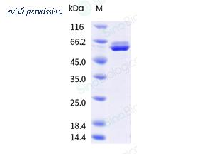 Sino Biological 41107-V08B image 1